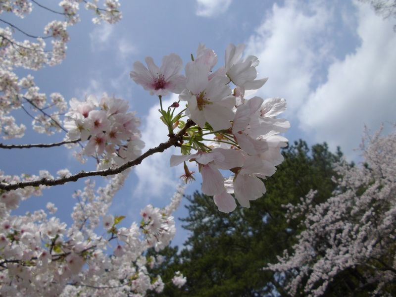桜の季節です。